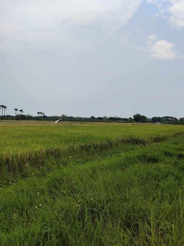 ที่ดินสวย วิวดี เหมาะสำหรับสร้างบ้าน ขุนคง หางดง