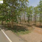 ด่วน! โอกาสทองสำหรับนักลงทุน ที่ดิน 29 ไร่ พร้อมสวนสักอายุ 12 ปี ใกล้เมืองลำพูน โทร 081-530-7997
