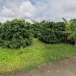 ขายที่ดิน395ว. 2.5ล.ใกล้ถนนเลียบรถไฟ รพ.สารภี อ.สารภี เชียงใหม่