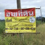 ขายที่ดิน 8 แปลง แปลงละ 1 งาน เขากระปุก อ.ท่ายาง จ.เพชรบุรี