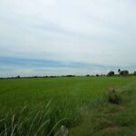 ขายที่ดิน แปลงใหญ่สวย ติดถนนสาย 347 ปทุมธานี-บางปะหัน ต.บางประแดง อ.บางประอิน อยุธยา กม. 29-30 โทร 095-8299247