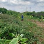 ขายที่ดิน 100 ตรว. ใกล้โลตัสคลอง7 ธัญบุรี 1,500,000 บาท