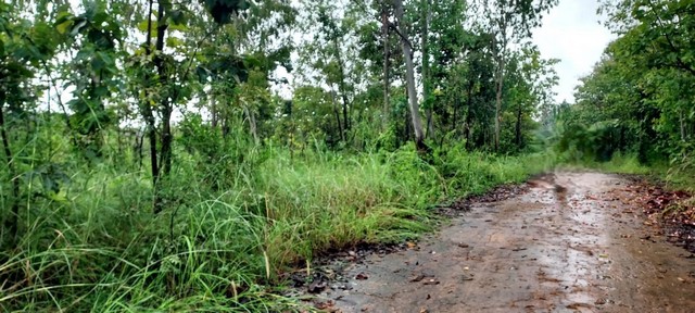 ขายที่ดิน35-2-91ไร่ 17ล. ใกล้ถนน107 ต.อินทขิล แม่แตง เชียงใหม่