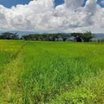 ขายที่ดิน ติดถนน 4ไร่ 14 ตร.วา