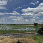 ขายที่นาอำเภอไทรน้อย 20 ไ