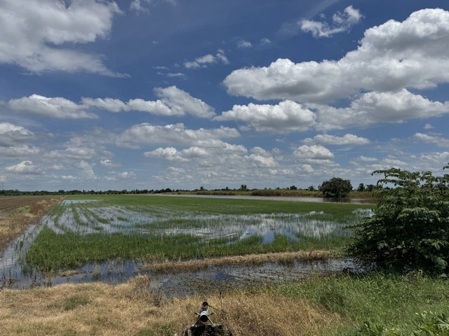 ขายที่นาอำเภอไทรน้อย 20 ไ