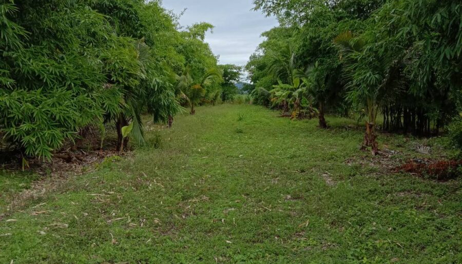 ขายที่ดินเปล่า ตำบลพลับพลาไชย อำเภออู่ทอง จังหวัดสุพรรณบุรี