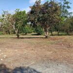 ขายที่ดินสวย ทำเลดี เขตเทศบาลเชียงคาน จ.เลย – เหมาะลงทุนหรือปลูกบ