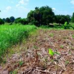 ขายที่ดินสวย 9 ไร่ 2 งาน จ.เลย ทำเลดี เดินทางสะดวก เพียง 2.7 ล้าน