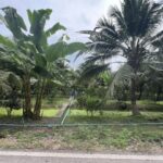 ขายที่ดินสวยๆ สวนส้มโอและมะพร้าวน้ำหอม อ.อัมพวา จ.สมุทรสงคราม