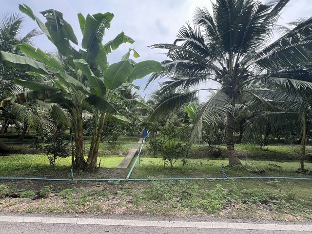 ขายที่ดินสวยๆ สวนส้มโอและมะพร้าวน้ำหอม อ.อัมพวา จ.สมุทรสงคราม