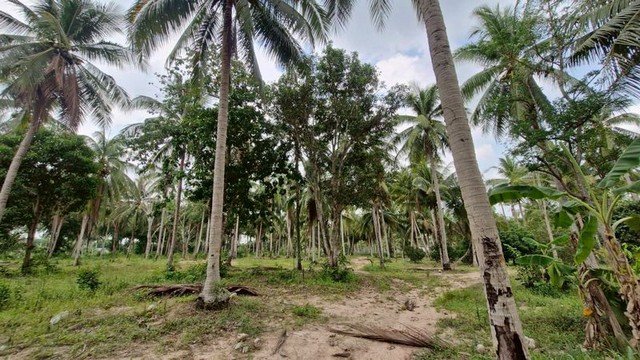 ขายที่ดินศรีราชา หนองเลง แปลงสวย ใกล้กรมที่ดินศรีราชา ชลบุรี