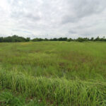 ขายที่ดินเปล่า 18-3-75 ไร่ ใกล้แม่น้ำบางปะกง อ.บางคล้า จ.ฉะเชิงเท