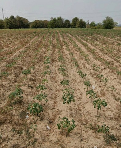 ขายที่ดินสวยใกล้แหลมฉบังชลบุรี เนื้อที่​ 385-2- 6.9 ไร่