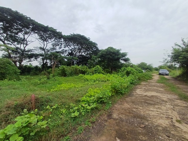 ขาย ที่ดินถมแล้ว 65 ตร.ว. ถ.มาลัยแมน กำแพงแสน นครปฐม