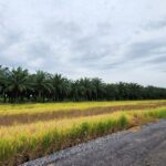 ขายที่ดิน คลอง 9 หนองเสือ 1 ไร่ ใกล้ตลาด