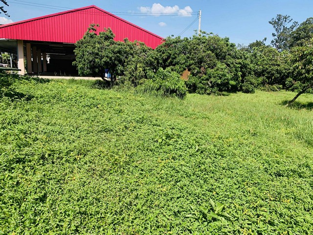 ขายที่ดินเปล่า 2งาน36ว.1.8ล. น้ำไม่ท่วม ต.ยางเนิ้ง สารภี เชียงใหม