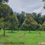 ขายที่ดิน 8 ไร่ ดอนเค็จ กาญจนดิษฐ์ สุราษฎร์ธานี