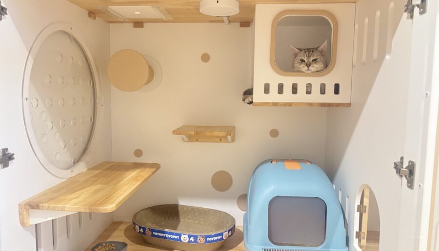 ปล่อยเซ้ง โรงแรมแมว+ร้านคาเฟ่ ริมถนนพระราม 9 ซอย 41