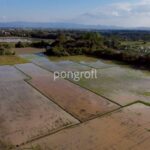 ขายที่ดินผืนใหญ่ เชียงใหม่ – สันกำแพง เนื้อที่รวม 8 ไร่ ขายรวม 3