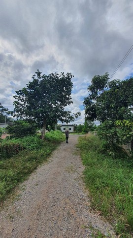 ขายที่ดินเปล่าพุนพิน เขาหัวควาย ทำเลดี เข้าออกได้ 2 เส้นทาง