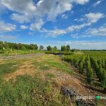 ขายที่สวยติดคลอง หลังมศว.องครักษ์ จ.นครนายก ขายรวม 2 โฉนด