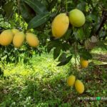 ขายที่สวน ใกล้รร.นายร้อยจปร. เดินทางง่าย ใกล้ชุมชน