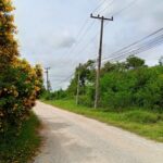 ขายฟาร์มที่ดิน303ไร่ แก่งคอยสระบุรี0934415691มือถือ